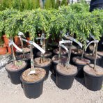 Céder Himalájsky (Cedrus deodara) ´FEELIN BLUE®´ - výška 50-60 cm, ø 40-50 cm, kont. C7L - NA KMIENKU